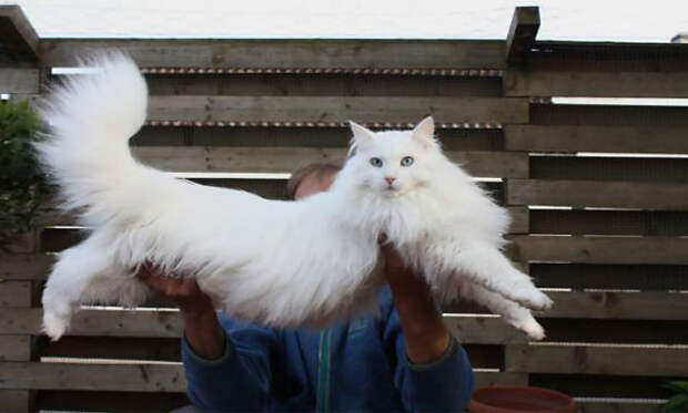 52.  кошка, пушистость, шерсть