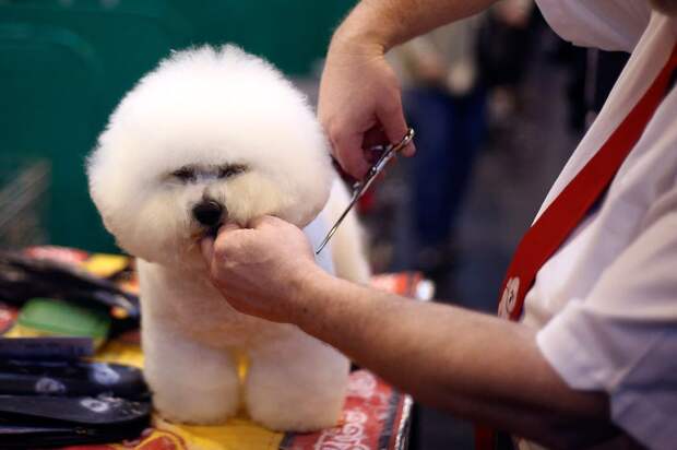 Выставка собак Crufts Dog Show 2015