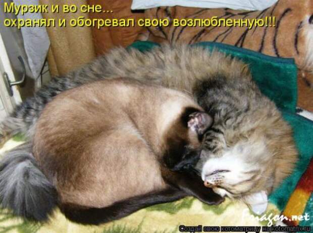 Котоматрица про Любовь
