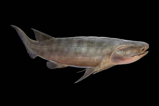 В Китае нашли древнейшую полностью сохранившуюся костную рыбу