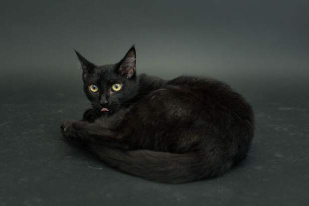 Черные коты, умирающие из-за человеческих предрассудков предрассудки, черные коты