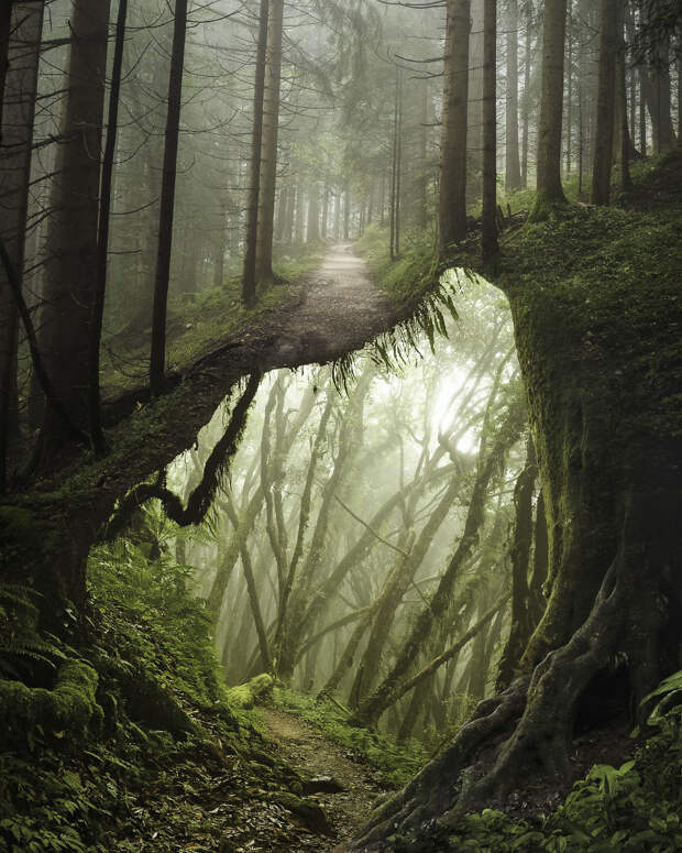 Underforest