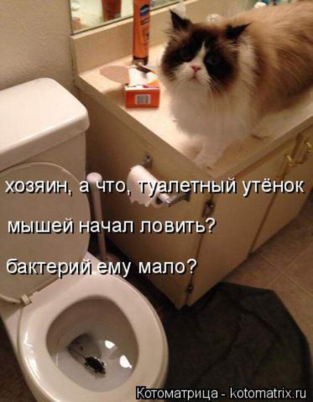 Котоматрица: мышей начал ловить? бактерий ему мало? хозяин, а что, туалетный утёнок