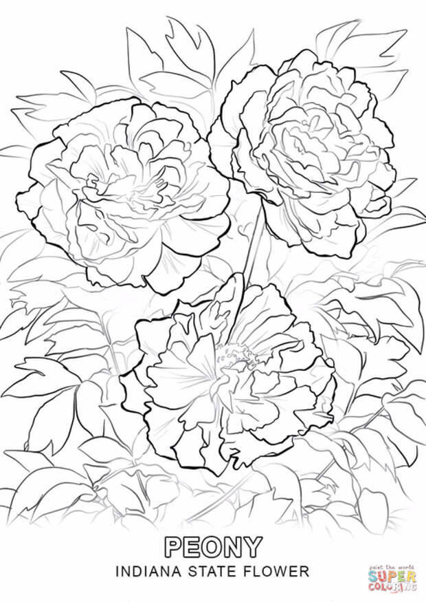 indiana-state-flower-coloring-page (496x700, 272Kb)
