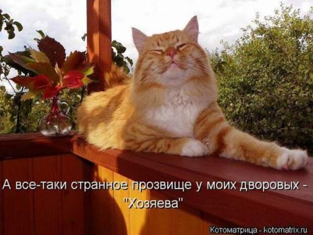 Животные мысли вслух Животные мысли вслух