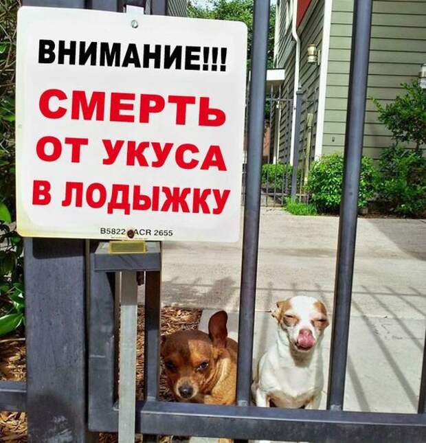 Уморительные тексты