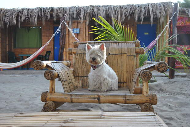День 397: Отдых на пляже в Перу велосипед, мир, путешествие, собака