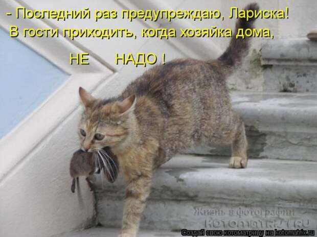 Котоматрицы