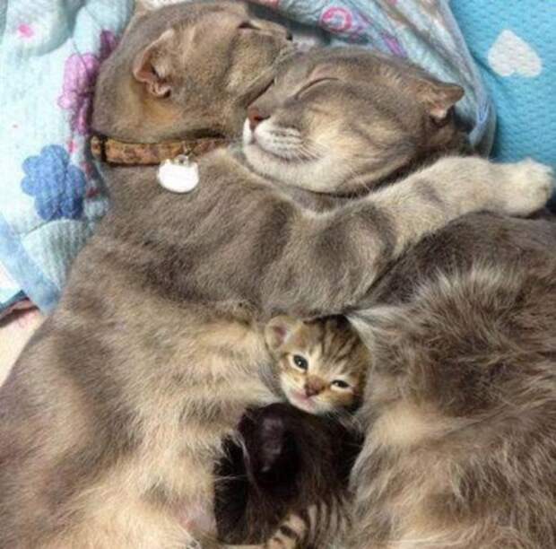 Забавные КОТОприколы (17 фото)