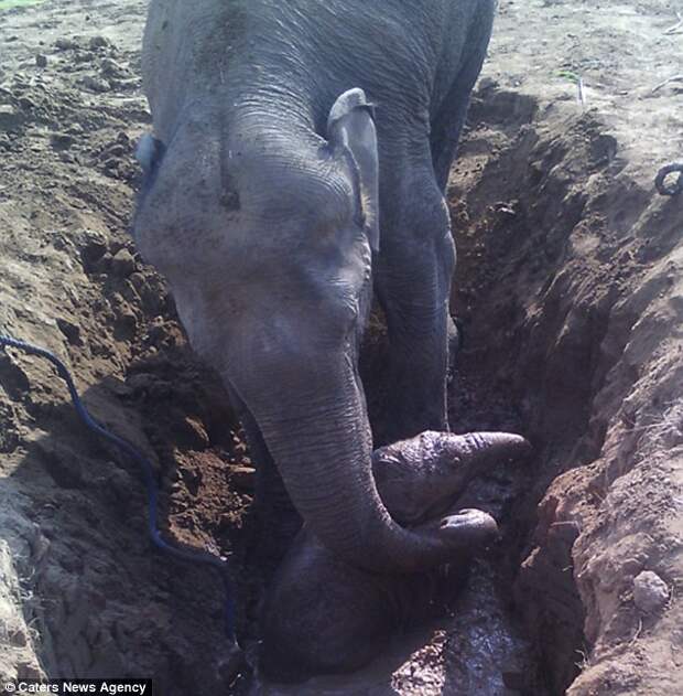 Трогательная история: 11 часов слониха безуспешно копала, пытаясь вытащить слонёнка из грязи