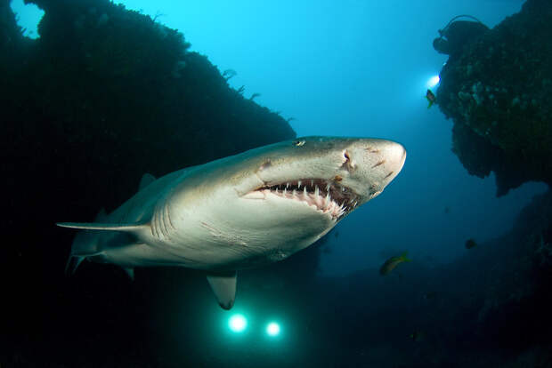 1. Обыкновенная песчаная акула (Sand tiger shark) животные, факты