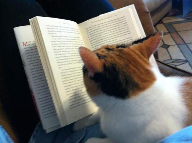 животные и книги  