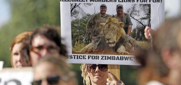 против убийства льва в Зимбабве
