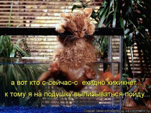 котоматрицы (50 фото)