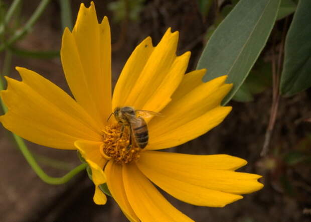 Кореопсис (Coreopsis)