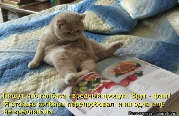 Котоматрица на Бугаге (37 фото)