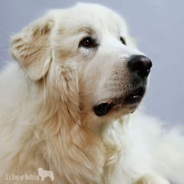 There are many reasons why Great Pyrenees are surrendered to rescue, but one very common reason is because Great Pyrenees bark more than most dogs.