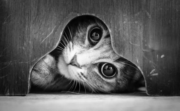 черно белые фотографии кошек (16)