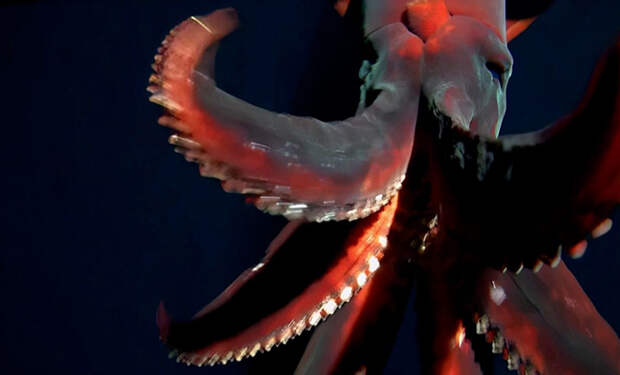 Океанологи спускали камеру в бездну камеру, когда на нее начало охоту гигантское существо: видео