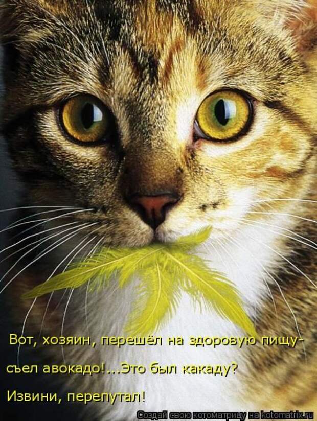 Лучшие котоматрицы недели