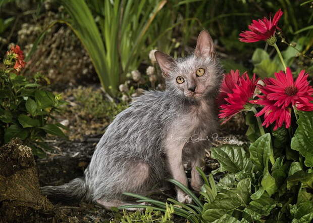 Новая порода кошек Lykoi - очаровательные кошки-оборотни (10 фото)
