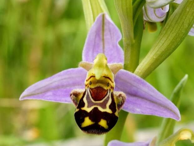 Офрис пчелоносная (лат. Ophrys apifera)