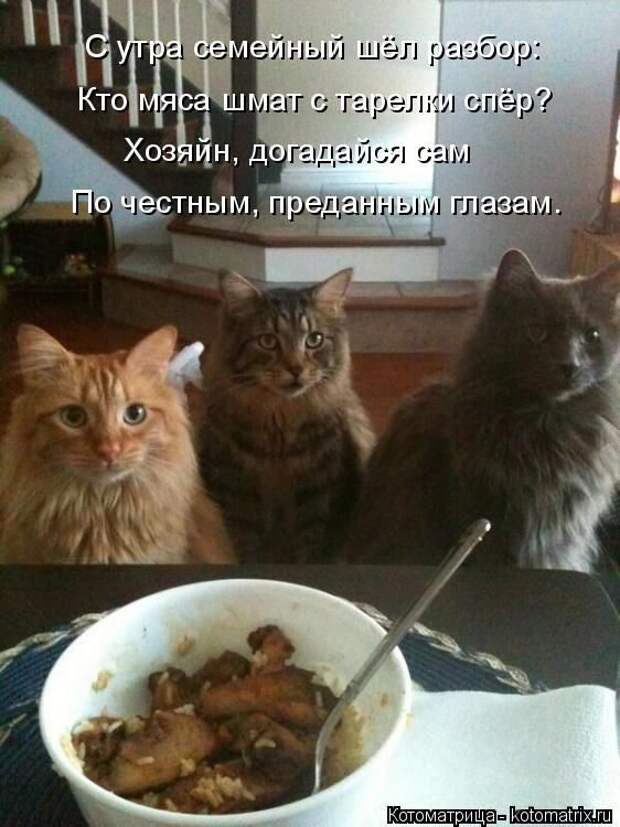 Лучшие котоматрицы недели