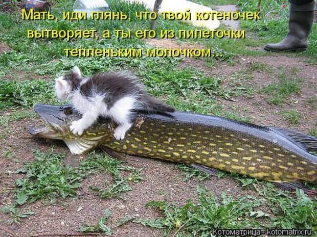 котоматрицы (50 фото)