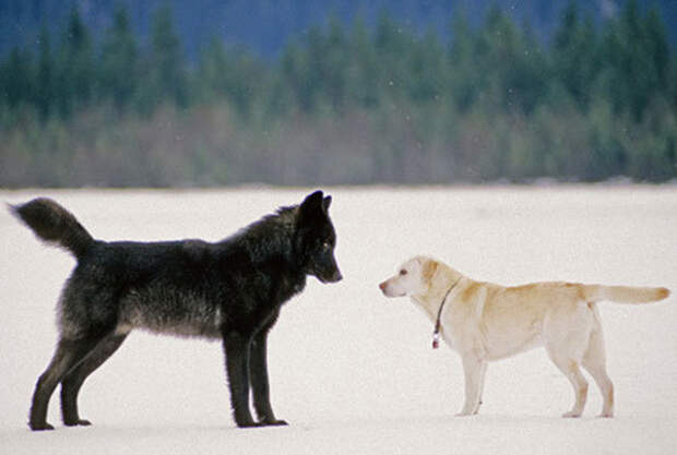 Невероятно, но собака и волк начали… играть друг с другом! Мужчине удалось заснять эту удивительную сцену волк, животные, собака