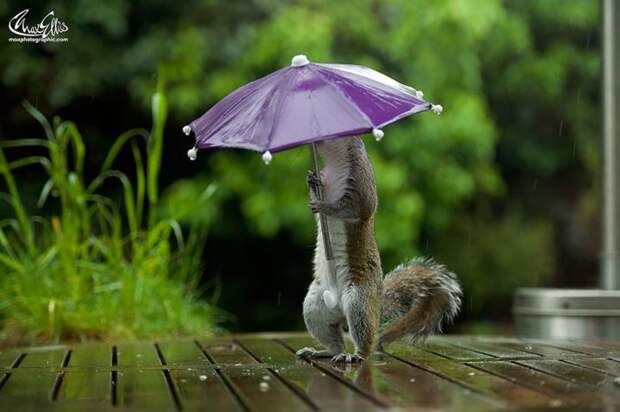 Фотограф дал белке крошечный зонтик, чтобы та укрылась от дождя белка, зонтик, фото