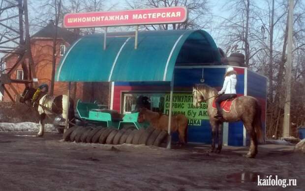 День лошади (40 фото + видео)