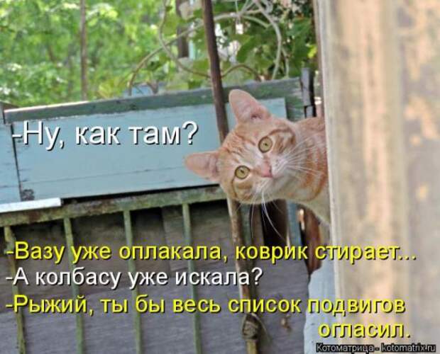 Котоматрицы (картинки с надписями)