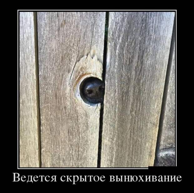 Демотиваторы №1106 (30 фото)