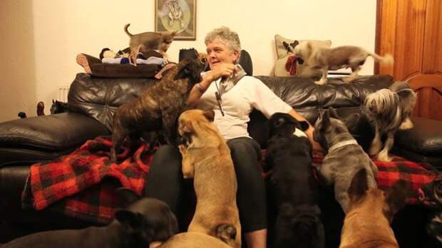 Семейная пара содержит дома 41 собаку животные, история