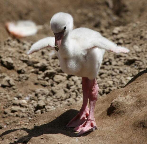 animalbaby31