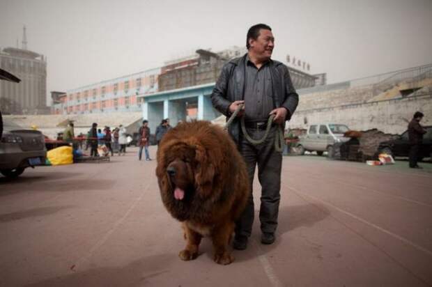 1447522748_tibetskiy_mastif_06 (700x466, 54Kb)
