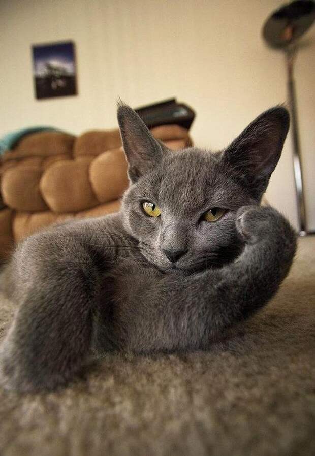 Животные, которые очень любят позировать