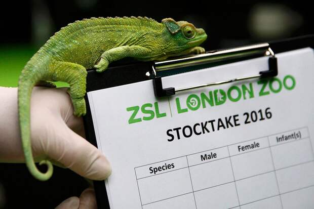 От мала до велика: Лондонский зоопарк представил своих обитателей