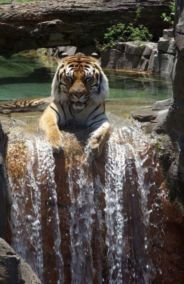 КОТОприколы  (32 фото)