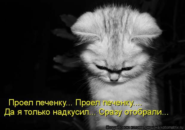 Котоматрица: Проел печенку... Проел печенку.... Да я только надкусил... Сразу отобрали...