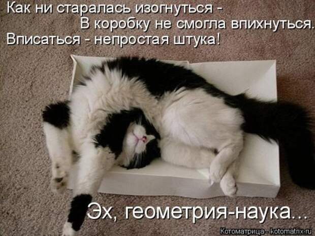 Котоматрица для хорошего настроения (35 фото)