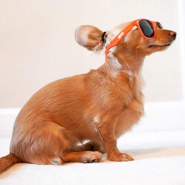 Собаки с гульками,  #DogBun