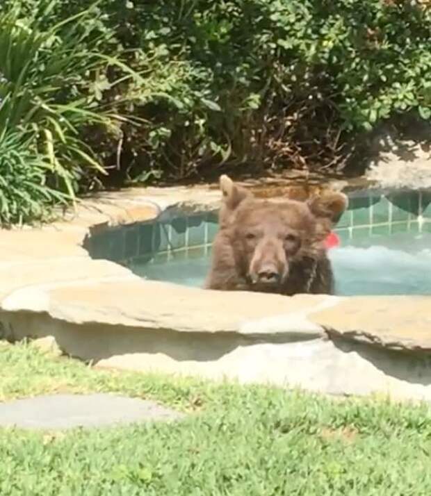Медведь пробрался в джакузи жителя США и выпил его коктейль видео, джакузи, животные, забавно, звери, медведь, неожиданно, юмор