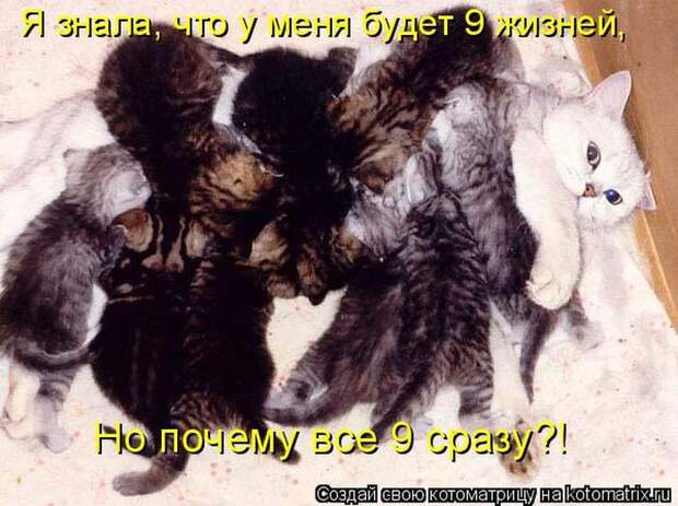 Котоматрицы :)