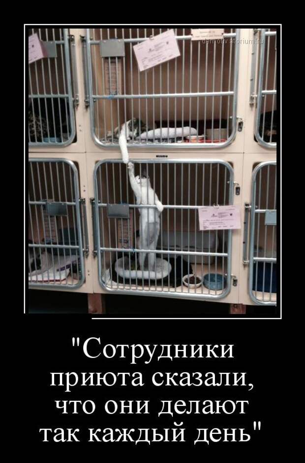 Сотрудники приюта сказали, что они так делают каждый день демотиватор, юмор