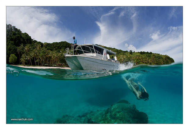 Погружение на Фиджи.  животные, подводная съемка, рыбы, фото