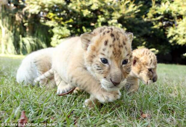 новорожденные белые львята и тигрята