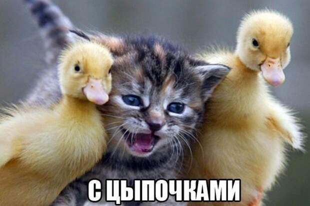 Смешные фото приколы с котами