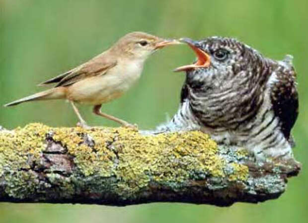 http://allforchildren.ru/birds/img/bird34-6.jpg