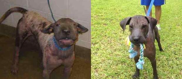 собаки до и после, преображение бездомных собак